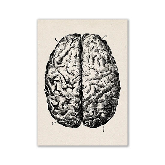 A black and white illustration of a human brain, showing a lateral view of the cerebrum.