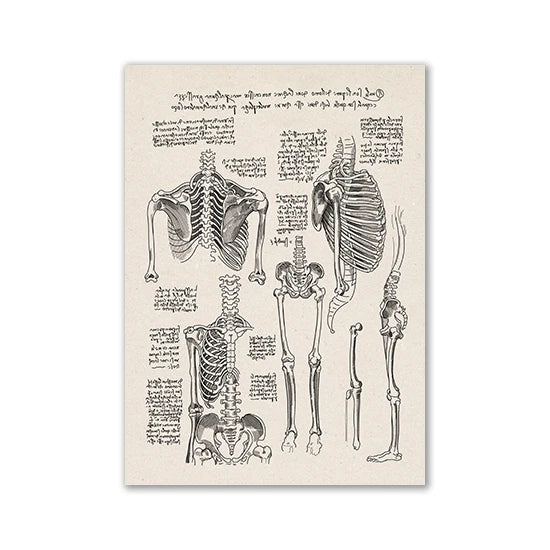 Vintage canvas art print depicting detailed human anatomy drawings and skeletal structures.