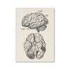 Vintage anatomical drawing showing a detailed view of the human brain and cerebrum.