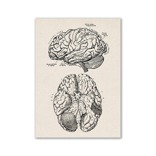 Vintage anatomical drawing showing a detailed view of the human brain and cerebrum.