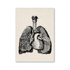 Vintage black and white anatomical illustration of the human heart and lungs.