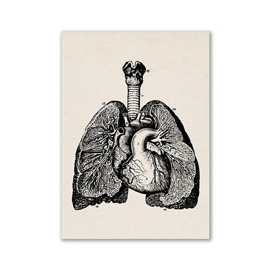 Vintage black and white anatomical illustration of the human heart and lungs.