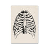A black and white line drawing of a human sternum skeleton on aged paper.