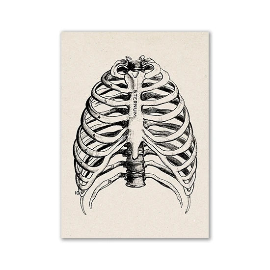A black and white line drawing of a human sternum skeleton on aged paper.