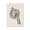 Engraving showing muscles of the chest and front of the arm in a superficial view.