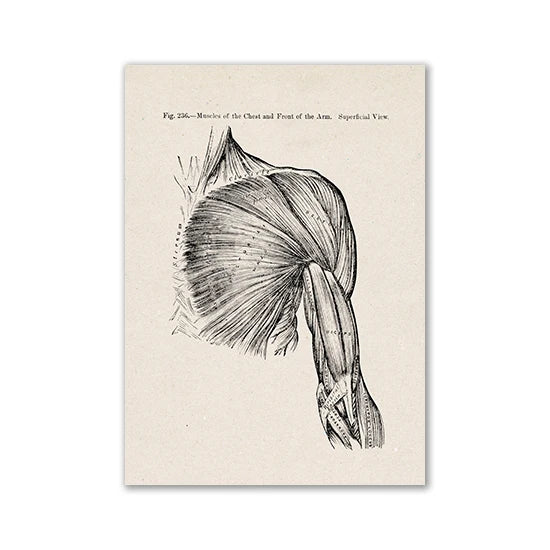 Engraving showing muscles of the chest and front of the arm in a superficial view.