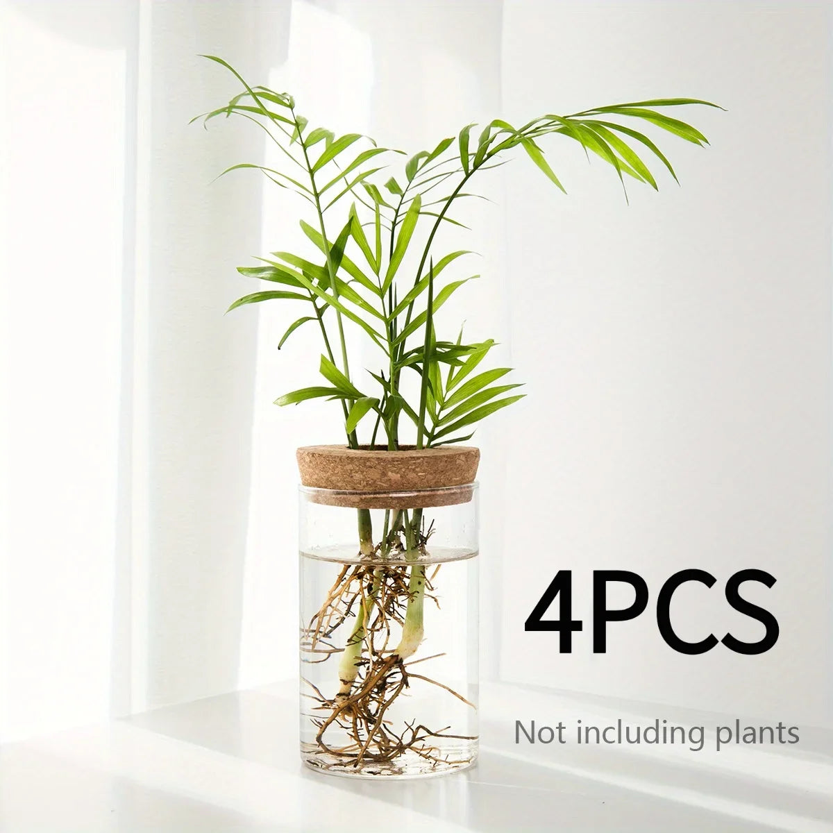 Un pot en verre contenant une plante d'intérieur verte et vibrante aux longues feuilles et racines.