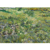 An unframed Van Gogh canvas print depicting a grassy field with varied green and yellow tones.