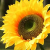 A close-up photo of a bright yellow sunflower with a dark center.