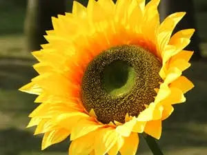 A close-up photo of a bright yellow sunflower with a dark center.