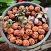A bowl filled with small, round, dried orange pumpkins and pink succulents for Halloween decor.