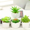 Artificial Succulent Bonsai for Desk & Home Decor