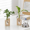 A glass test tube propagation station with a wooden stand holding a green plant.