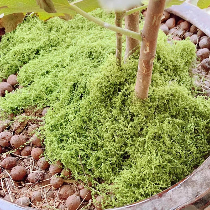 لقطة مقربة لعشب طحلب أخضر اصطناعي يُزرع في تربة داخل وعاء.