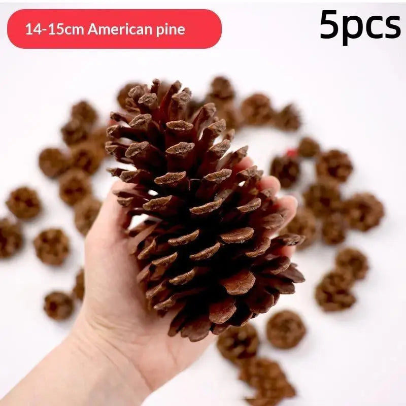 Five natural dried American pine cones are shown being held, with many scattered around.