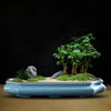 A glazed ceramic bonsai flower pot containing a small green tree and moss on a dark background.
