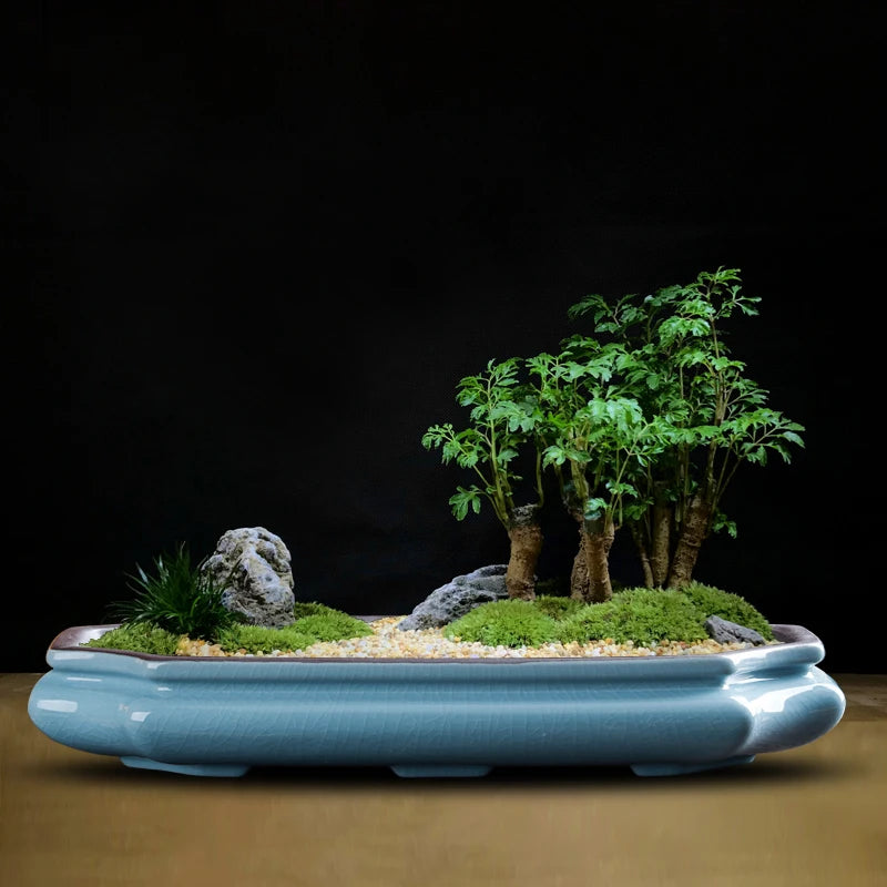 A glazed ceramic bonsai flower pot containing a small green tree and moss on a dark background.