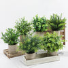 A collection of vibrant green eucalyptus potted plants in rustic neutral pots displayed on a wooden tray.