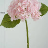 Pink hydrangea flower cluster on a green leaf with measurement lines.