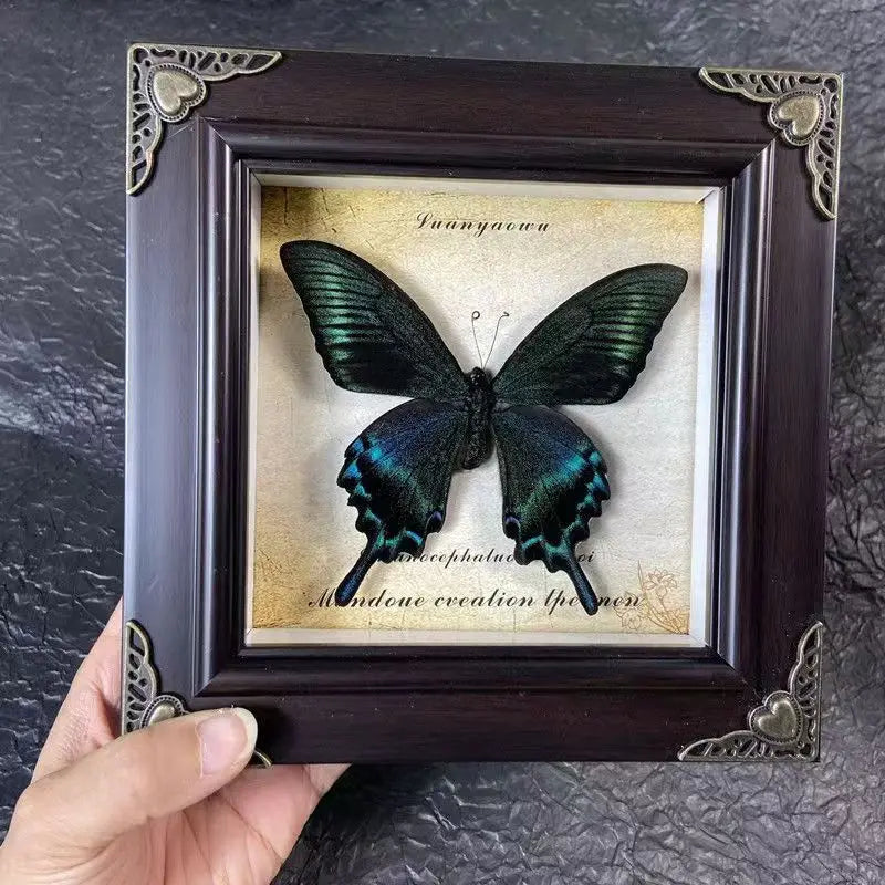 A dark framed picture of a green and blue butterfly specimen with handwritten text inside.