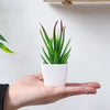 Set of 3 Artificial Evergreen Bonsai Plants