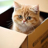 A fluffy orange kitten peeks out of a cardboard box.