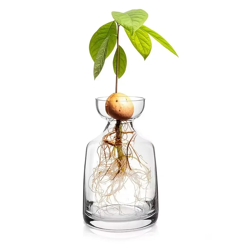 A glass vase containing avocado seed starter roots and a young avocado plant with green leaves.