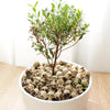 A potted green shrub with small leaves sits atop a bed of realistic resin mini skulls for garden decor.