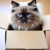 A fluffy, blue-eyed kitten with gray and white fur is looking out of a cardboard box.