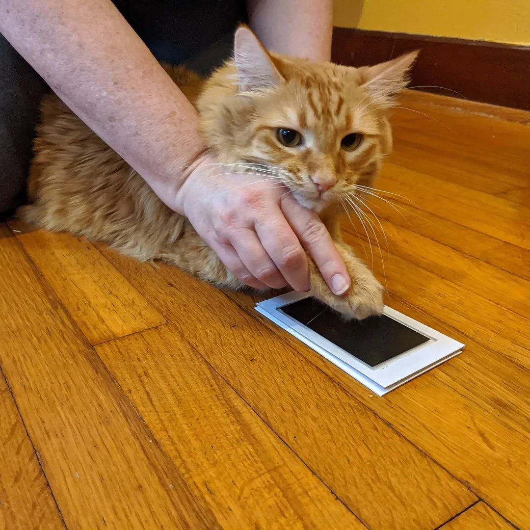 A person's hand is gently touching a cat's paw print keepsake kit on a wooden floor.