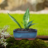 A ceramic succulent planter holding a green, elongated succulent plant on mossy ground.