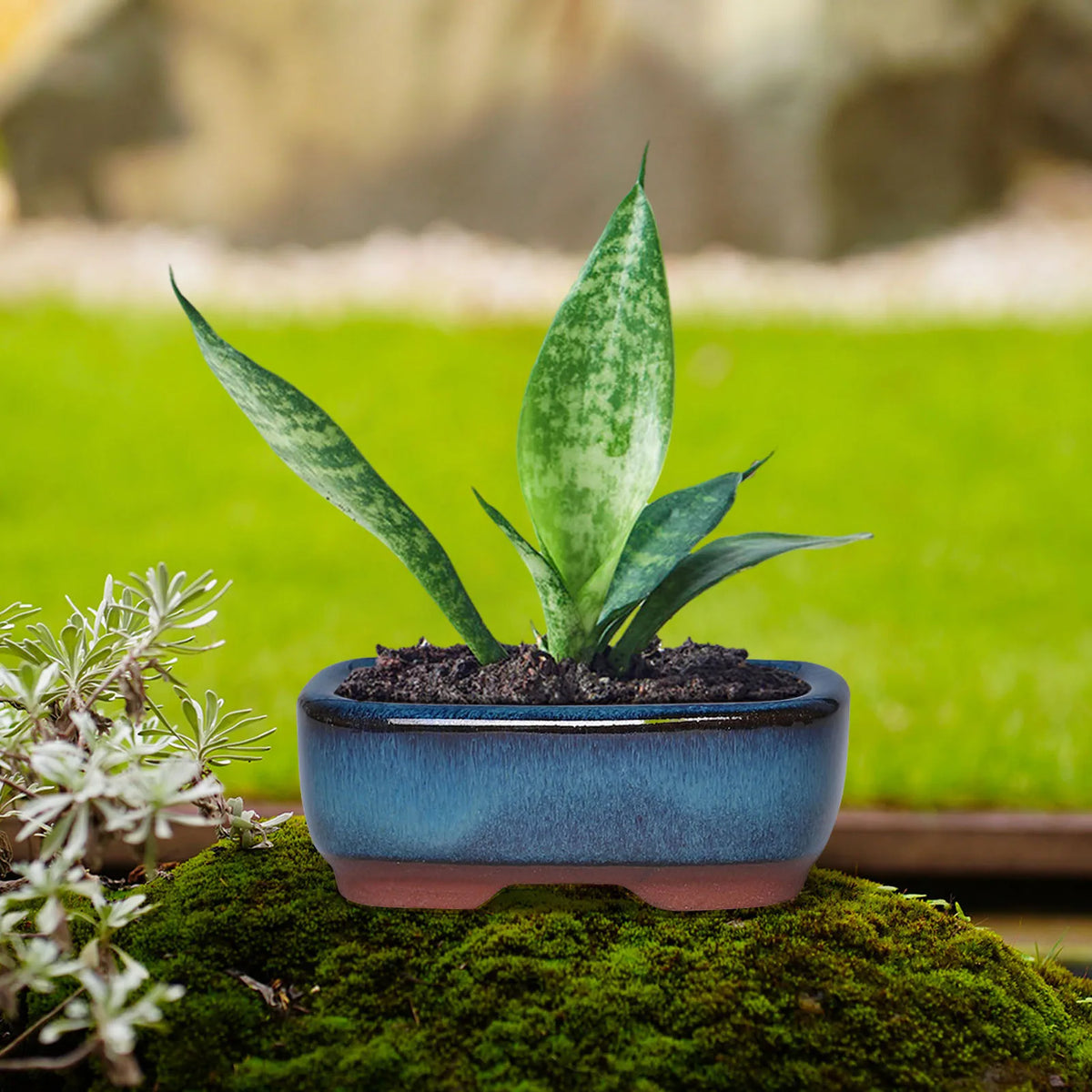 A ceramic succulent planter holding a green, elongated succulent plant on mossy ground.