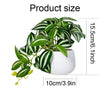 A potted artificial bonsai succulent plant with green and white striped leaves shown next to a size scale.