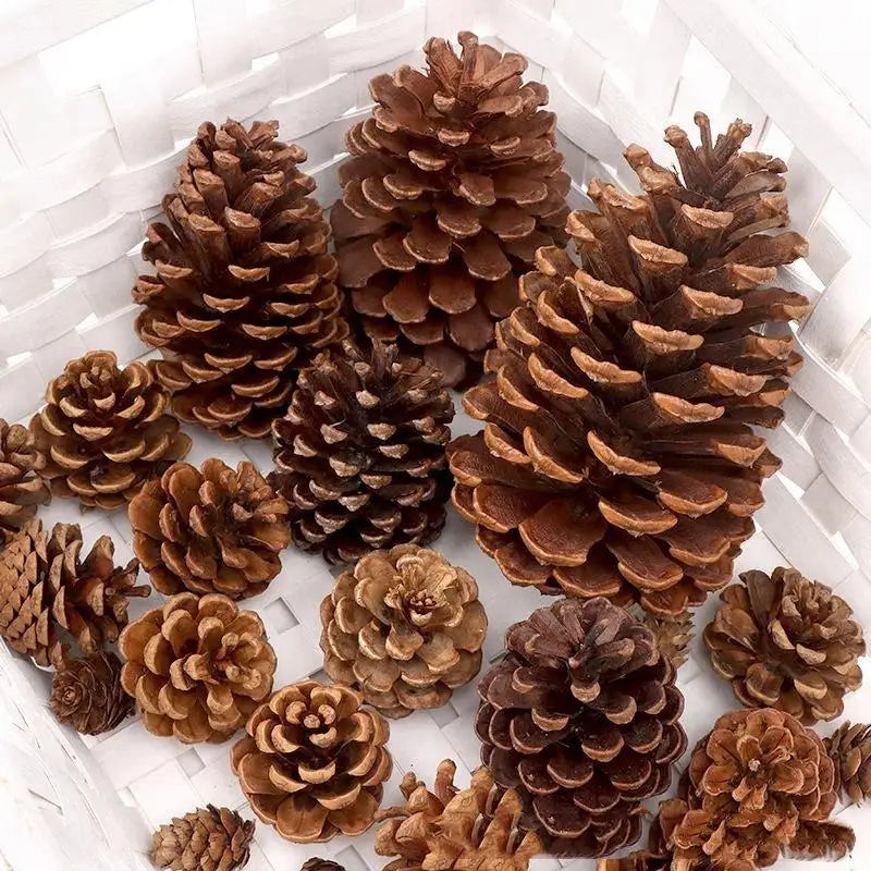 A collection of natural dried pine cones in various shades of brown arranged on a white surface.