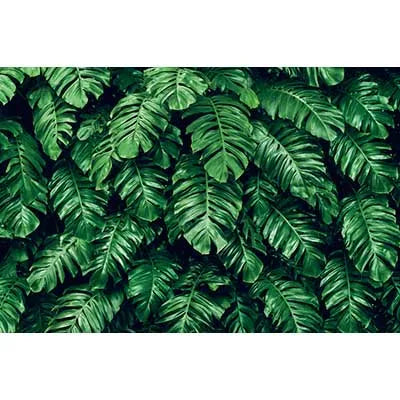 A dense arrangement of vibrant green tropical jungle leaves used as a photography backdrop.