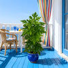 A vibrant green artificial papaya leaf plant in a blue pot sits on a wooden deck with a white railing and colorful curtains.