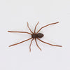 A realistic brown spider with eight legs is shown against a white background.