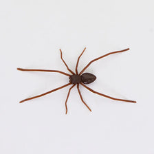 A brown spider with eight legs and a dark body is shown against a white background.