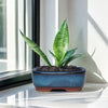 A vibrant green succulent plant in a blue ceramic planter sits on a white windowsill.