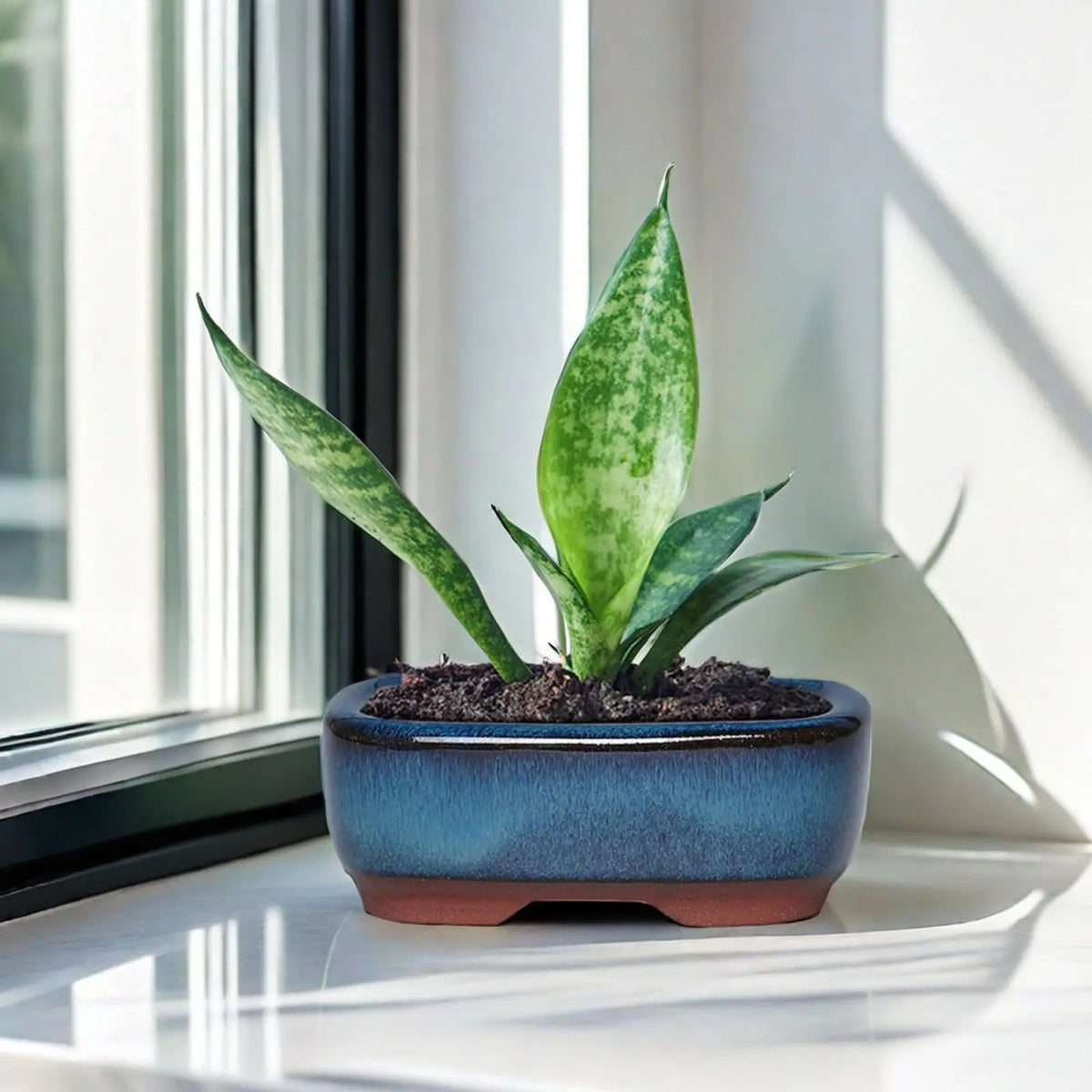 A vibrant green succulent plant in a blue ceramic planter sits on a white windowsill.