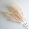Dried beige pampas grass branches with feathery plumes on a white background