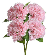 A cluster of pink hydrangea flowers on a green stem.