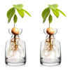 A clear glass vase containing the roots and a developing avocado seed, used as a starter for growing a tree.