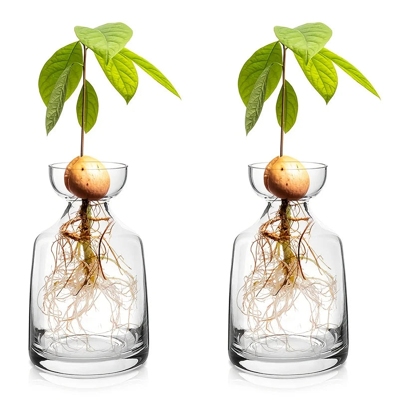 A clear glass vase containing the roots and a developing avocado seed, used as a starter for growing a tree.