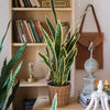 Una alta planta artificial de serpiente en una maceta tejida, exhibida en un estante de madera con libros y artículos decorat