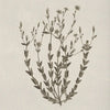 A delicate botanical illustration of a flowering plant on aged paper.
