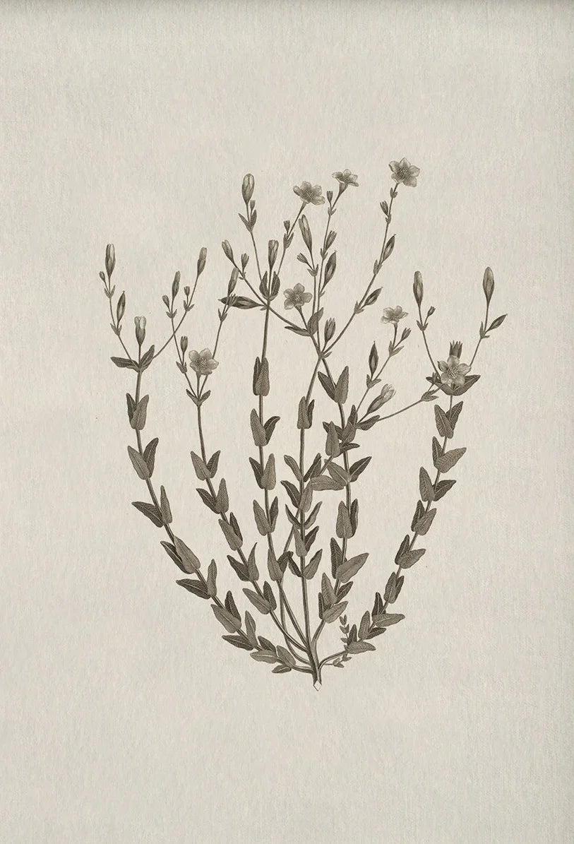 A delicate botanical illustration of a flowering plant on aged paper.
