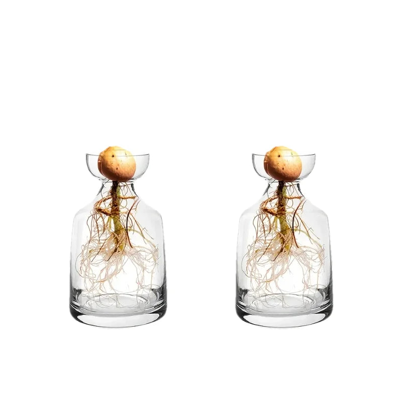 A glass vase containing a plant with visible roots and an avocado seed growing inside.