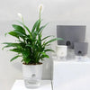 A self-watering transparent flower pot with a white plant and a cotton rope visible on a white surface.