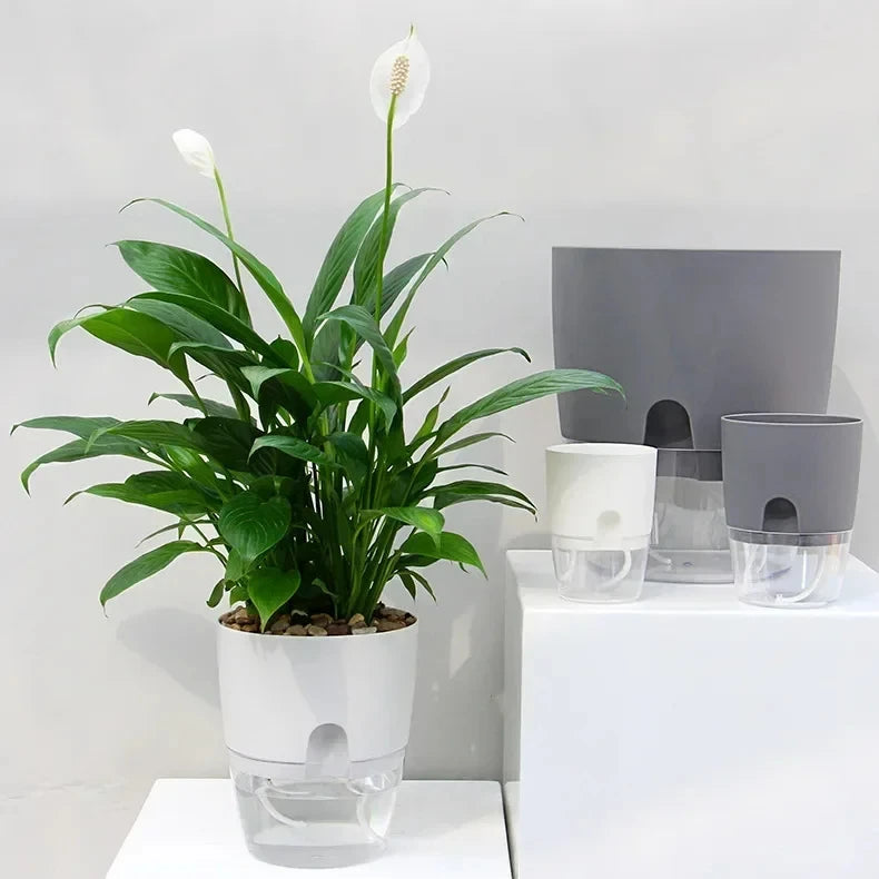 A self-watering transparent flower pot with a white plant and a cotton rope visible on a white surface.